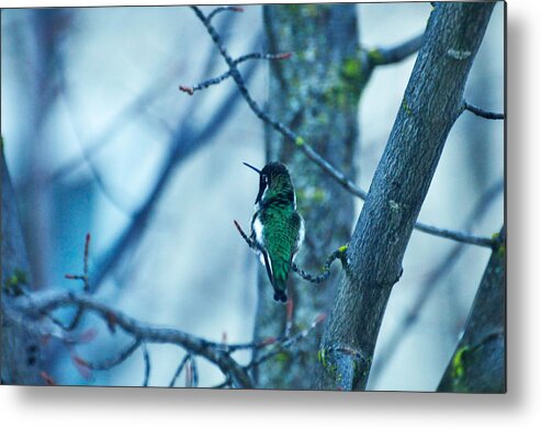 Nature Metal Print featuring the photograph What A Blessing 2 by Teri Schuster