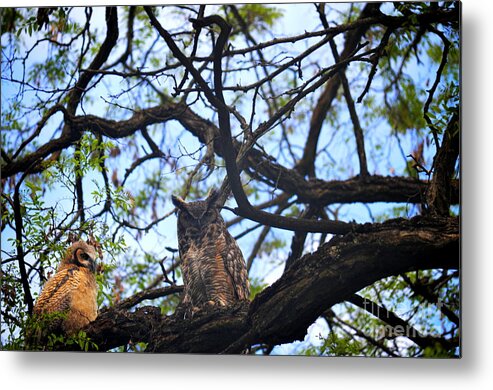 Art For The Wall...patzer Photography Metal Print featuring the photograph What a Hoot by Greg Patzer