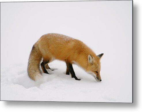 Red Fox  Hunting In The Snow Metal Print featuring the photograph What was that by Sandra Updyke