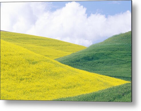 Agriculture Metal Print featuring the photograph Wheat And Canola by Brenda Tharp