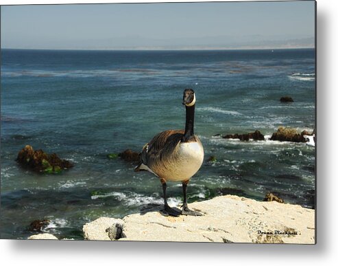 Goose Metal Print featuring the photograph Where Do I Go From Here by Donna Blackhall