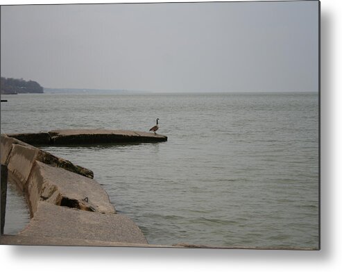 Canadian Geese Metal Print featuring the photograph Solitude on Lake Erie by Valerie Collins