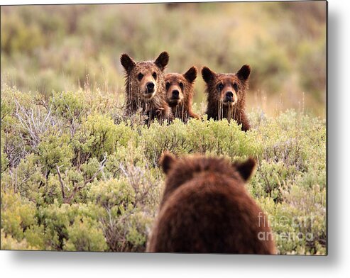 Grizzly Bears Metal Print featuring the photograph Where is your Brother by Aaron Whittemore