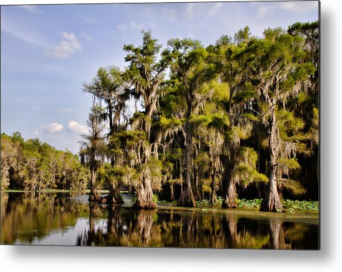 spanish Moss Metal Print featuring the photograph Where the Cypress Grows by Lana Trussell