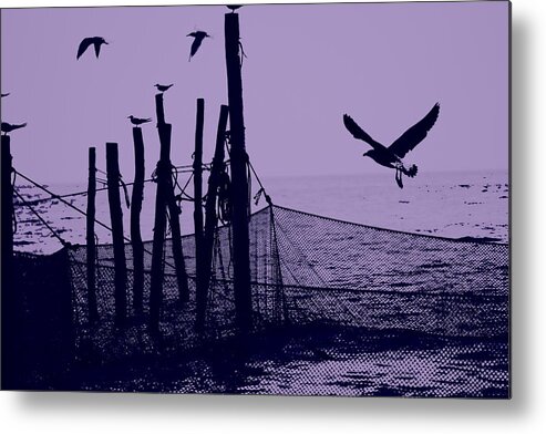 Seagulls Metal Print featuring the photograph Where The Fish Are by Sheryl Bergman