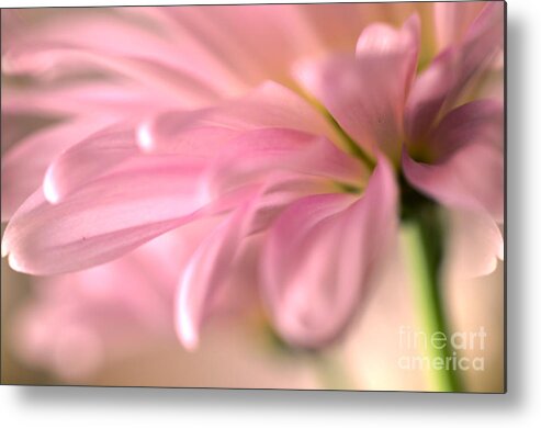 Daisy Metal Print featuring the photograph Whisper by Deb Halloran