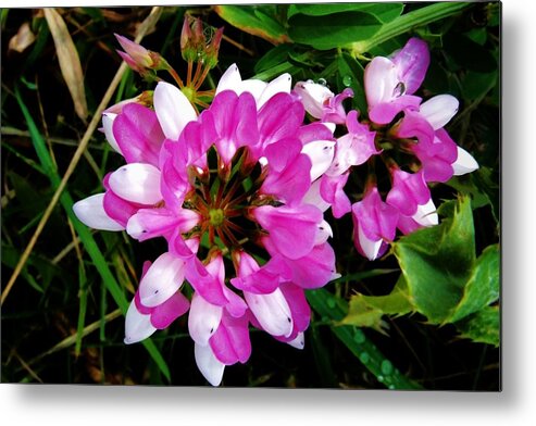 White Metal Print featuring the photograph White and purple wildflower by Mark Malitz