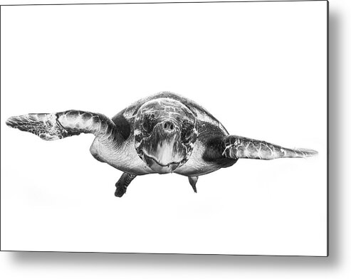 Turtle Metal Print featuring the photograph White And Turtle by Barathieu Gabriel