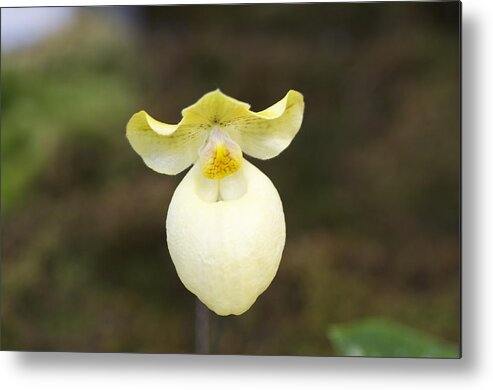 Floral Metal Print featuring the photograph White and yellow orchid by Sue Morris