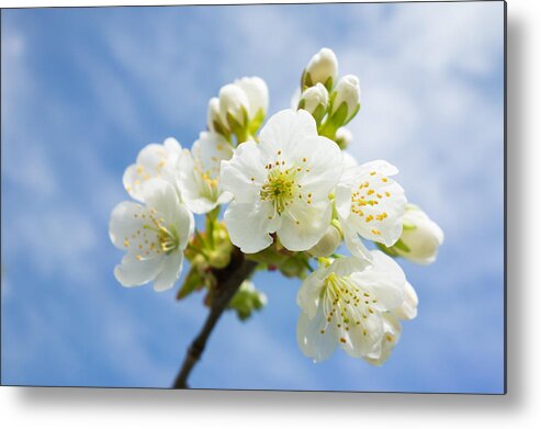 Blossom Metal Print featuring the photograph White apple blossom blue sky by Matthias Hauser