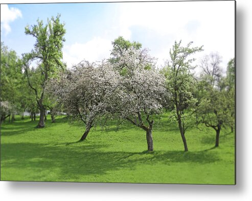 Spring Metal Print featuring the photograph White Apple Blossoms and Austrian Landscape by Brooke T Ryan
