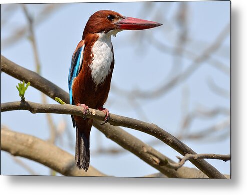 White Metal Print featuring the photograph White Breasted Kingfisher by Fotosas Photography