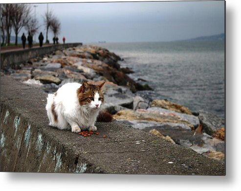  Istanbul Metal Print featuring the photograph White Cat by Recep Suha Selcuk