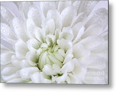 Chrysanthemum Metal Print featuring the photograph White Chrysanthemum by Pattie Calfy