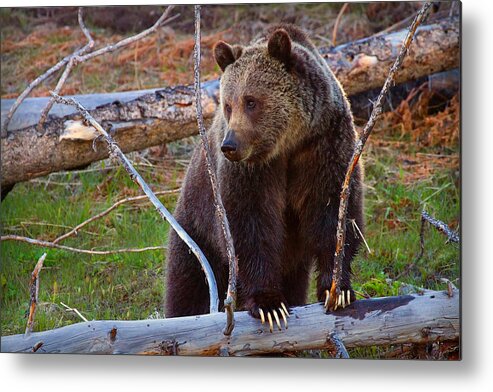 Grizzly Bear Metal Print featuring the photograph White Claws by Aaron Whittemore