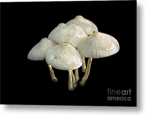 White Mushrooms Metal Print featuring the photograph White Clouds Arising by Marilyn Cornwell