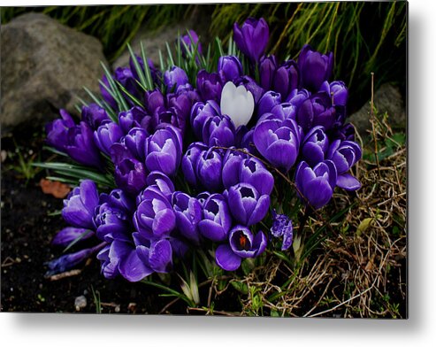 Wall Art Metal Print featuring the photograph White Crocus on a field of purple by Ron Roberts