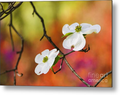 Azalea Metal Print featuring the photograph White Dogwood Blossoms by Oscar Gutierrez