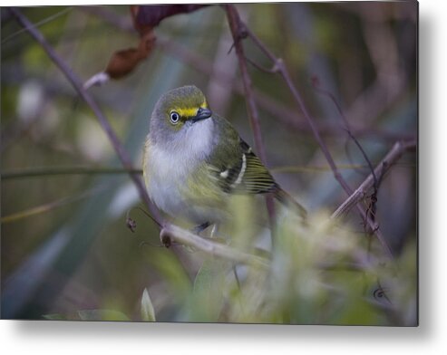 Vireo Metal Print featuring the photograph White-eyed Vireo by Sandy Swanson