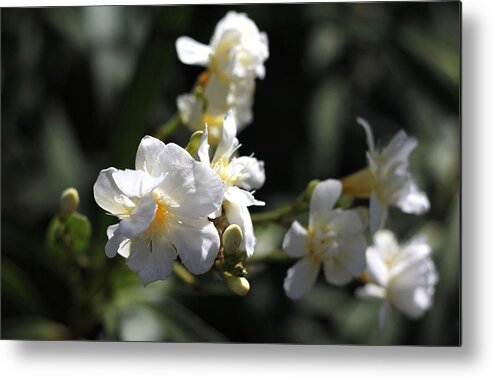 White Flower Metal Print featuring the photograph White Flower - Early Spring Time by Ramabhadran Thirupattur