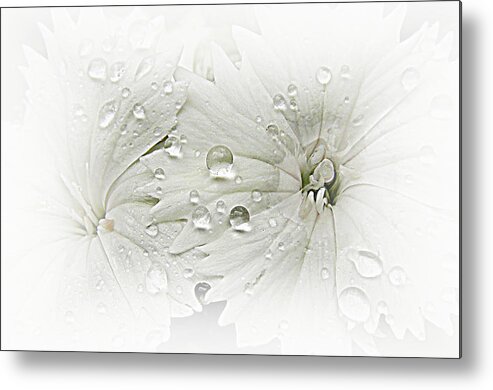 Sweet Williams Metal Print featuring the photograph White Flowers an Rain Drops by Sheri McLeroy