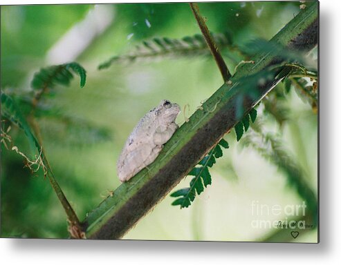 Frog Metal Print featuring the photograph White Frog by Donna Brown
