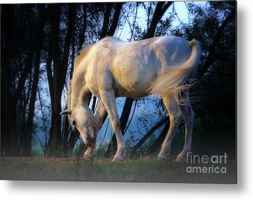 White Metal Print featuring the photograph White horse in the early evening mist by Nick Biemans