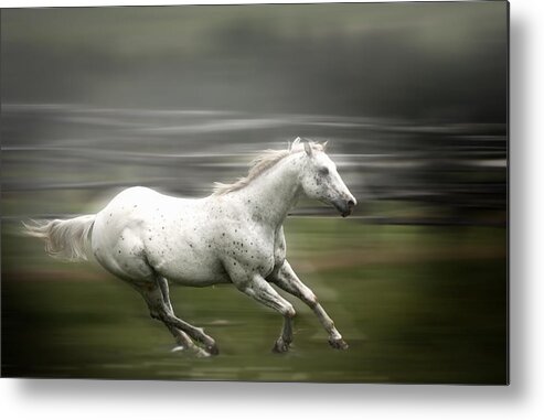 White Horse Running Metal Print featuring the photograph White Horse running by Patrick Boening