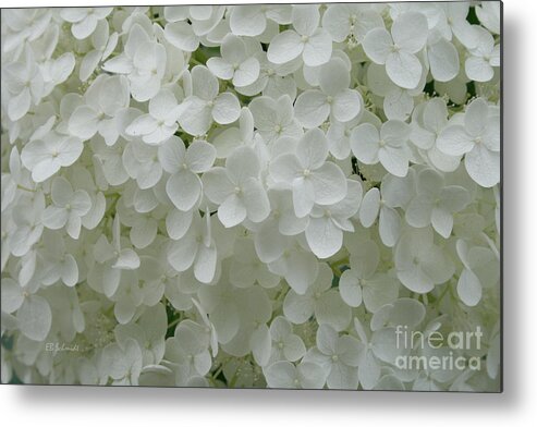 White Hydrangea Metal Print featuring the photograph White Hydrangea by E B Schmidt