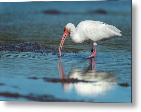 White Ibis Metal Print featuring the photograph White Ibis Feeding by Christopher Swann/science Photo Library