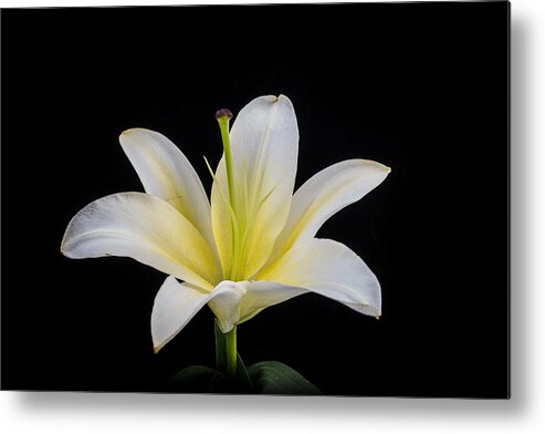 Growing Metal Print featuring the photograph White Lily by Doug Long