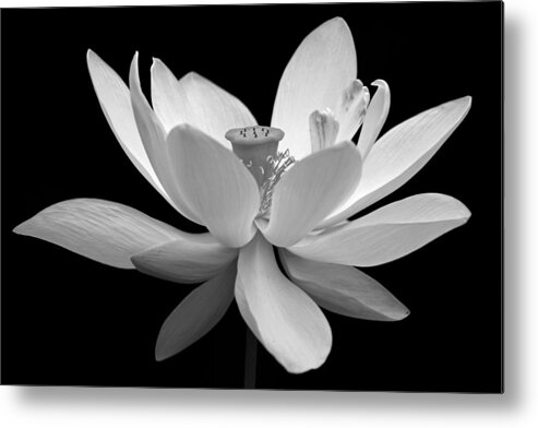 Beautiful Metal Print featuring the photograph White Lotus by Dawn Currie