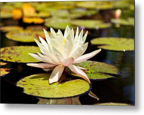 Flower Metal Print featuring the photograph White Lotus Flower in Lily Pond by Good Focused