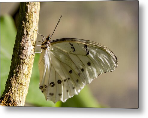 Animal Metal Print featuring the photograph White Morpho Butterfly by Teri Virbickis