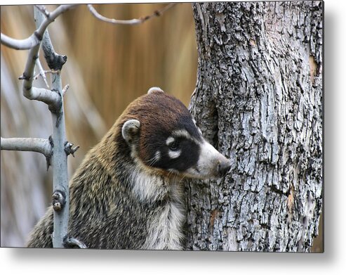 Coati Metal Print featuring the photograph White-nosed Coati 2 by Al Andersen