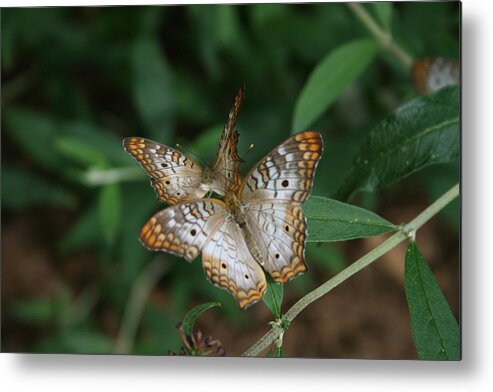 White Metal Print featuring the photograph White Peacock Butterflies by Cathy Harper