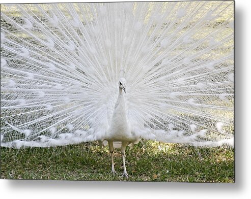 White Metal Print featuring the photograph White Peacock - Fountain of Youth by Alexandra Till