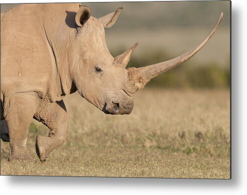 Feb0514 Metal Print featuring the photograph White Rhinoceros Kenya by Tui De Roy