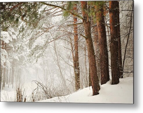 Snow Metal Print featuring the photograph White Silence by Jenny Rainbow