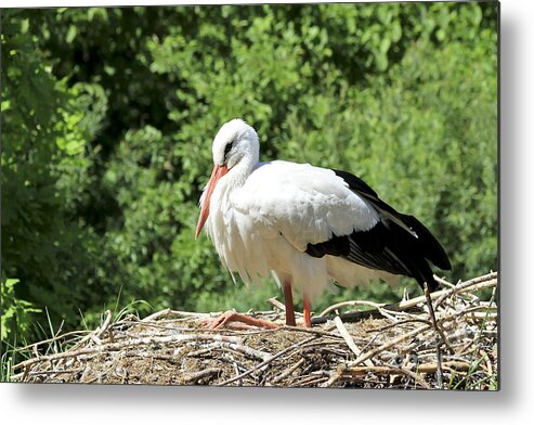 Bird Metal Print featuring the photograph White Stork by Teresa Zieba