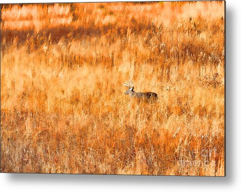 Whitetail Deer Metal Print featuring the photograph White tail crossing golden field by Dan Friend