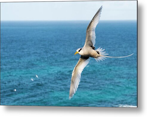 Wind Metal Print featuring the photograph White-tailed Tropicbird In Flight by James Warwick
