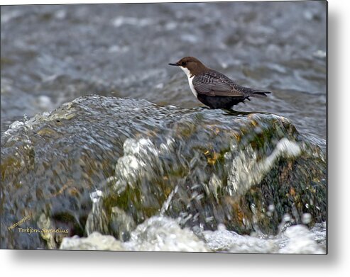 White-throated Dipper Metal Print featuring the photograph White-throated Dipper by Torbjorn Swenelius