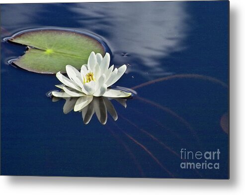 Water Llilies Metal Print featuring the photograph White Water Lily by Heiko Koehrer-Wagner