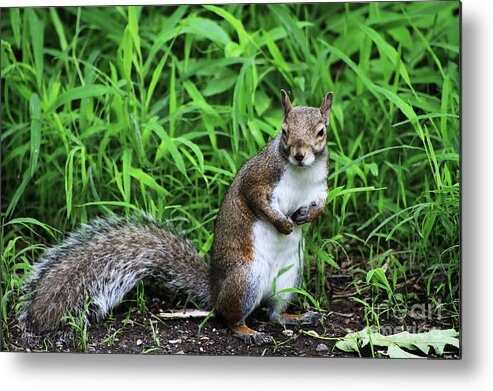 Squirrel Metal Print featuring the photograph Who Me by Alyce Taylor