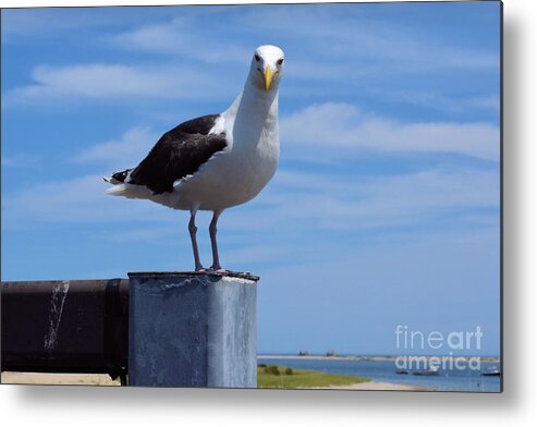 Seagull Metal Print featuring the photograph Seagull Stare by Tammie Miller