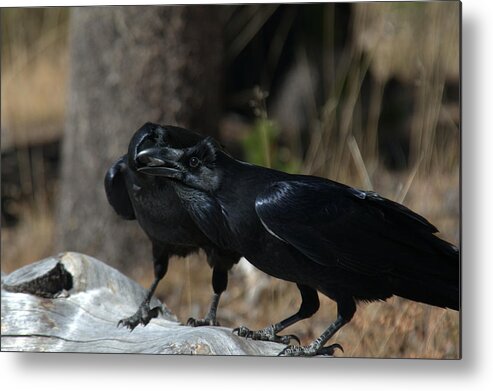 Raven Metal Print featuring the photograph Whoa you should see a dentist by Frank Madia