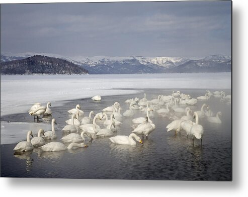 Flpa Metal Print featuring the photograph Whooper Swans In Hotspring Hokkaido by Dickie Duckett