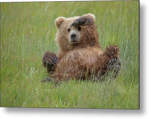 Bear Metal Print featuring the photograph Who's There ? by Renee Doyle