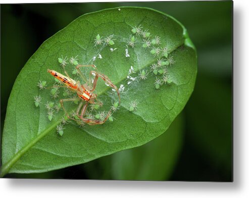 Wide-jawed Viciria Metal Print featuring the photograph Wide-jawed Viciria Spider With Babies by Melvyn Yeo